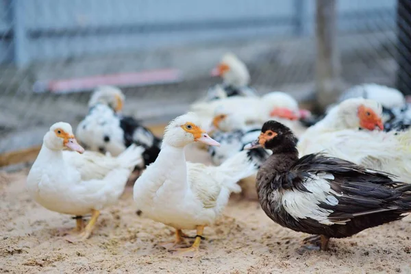 Rebanho de patos almiscarados pretos e brancos caminham na areia no pátio de aves de capoeira contra o fundo de uma fazenda de aves de capoeira . — Fotografia de Stock