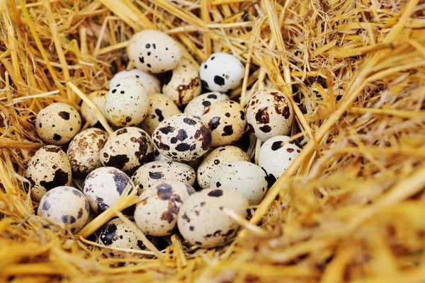 Αυγά ορτυκιού σε κοντινό πλάνο σανού σε πτηνοτροφική εκμετάλλευση. — Φωτογραφία Αρχείου