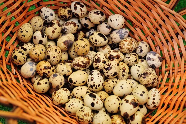 Πολλά αυγά ορτυκιού σε ένα καλάθι λυγαριά — Φωτογραφία Αρχείου