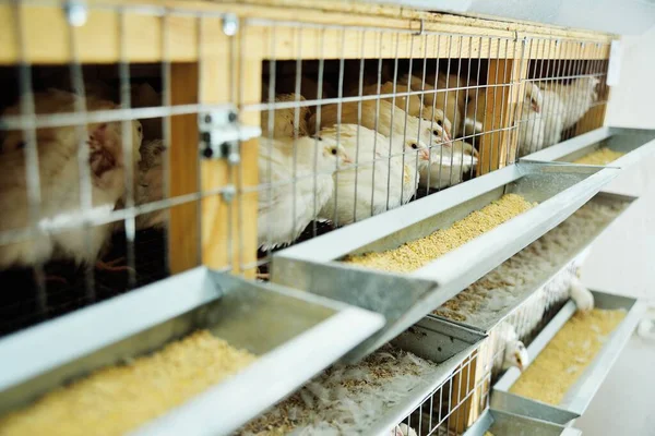 Felnőtt fehér fürj egy madárházban, amely egy baromfitartó gazdaságban eszik ételt és ivóvizet — Stock Fotó