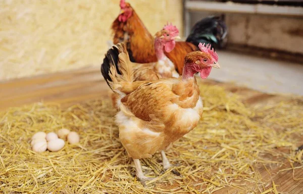 Pollo de cuello desnudo transilvano en el fondo de un gallinero —  Fotos de Stock