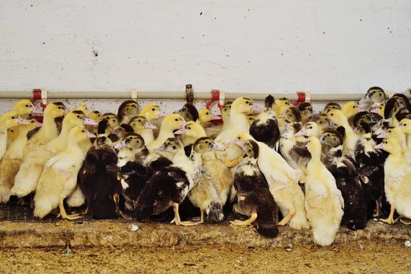 Grupp unga ankungar av mysk i bakgrunden av en fjäderfäanläggning. — Stockfoto