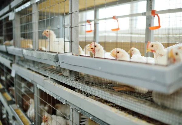 Criando pollos de engorde. Pollos adultos se sientan en jaulas y comen pienso compuesto —  Fotos de Stock