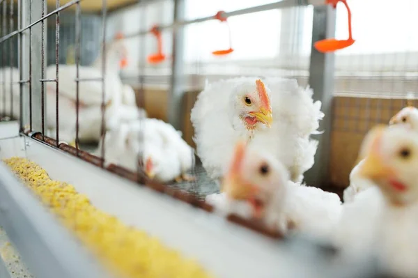 Pollos de engorde en jaulas en el fondo de una granja avícola —  Fotos de Stock