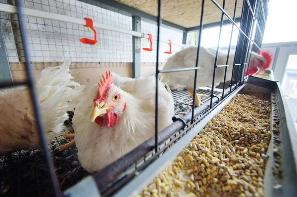 Criação de frangos de corte. Galinhas adultas sentam-se em gaiolas e comem alimentos compostos — Fotografia de Stock