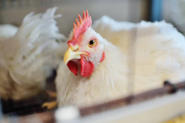 Un gran gallo de engorde se sienta en una jaula en el fondo de una granja avícola . —  Fotos de Stock