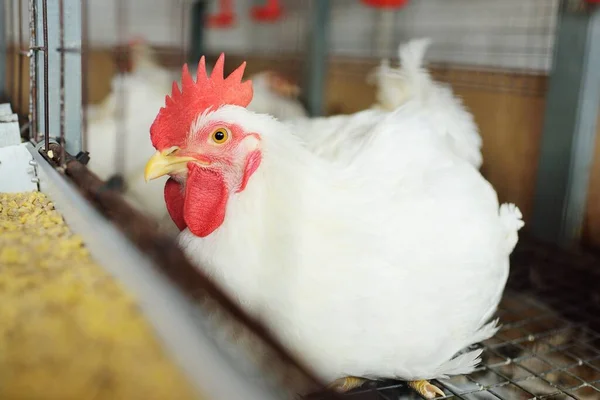 Enorme gallo de engorde primer plano sentado en una jaula y comiendo pienso en el fondo de una granja avícola . — Foto de Stock
