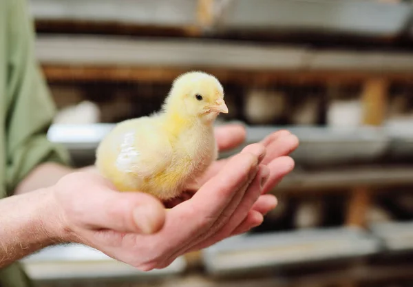 Κοτόπουλο κρεατοπαραγωγής σε κοντινό πλάνο στα χέρια ενός γεωργού στο παρασκήνιο μιας πτηνοτροφικής εκμετάλλευσης. Εκτροφή κοτόπουλων κρεατοπαραγωγής — Φωτογραφία Αρχείου