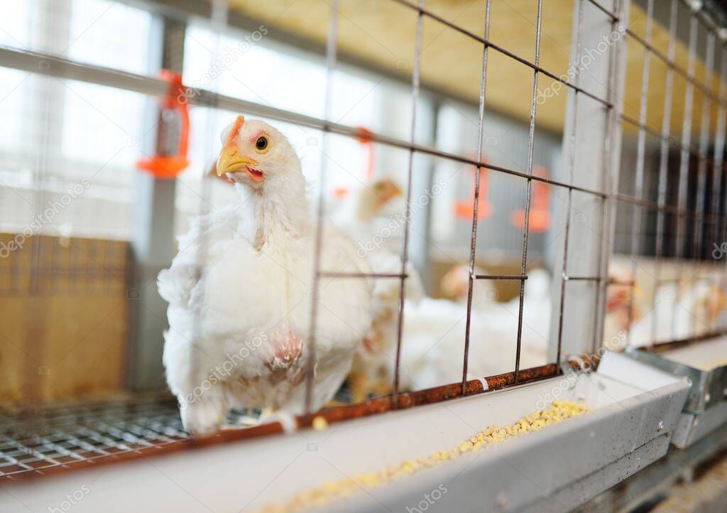 raising broiler chickens. Adult chickens sit in cages and eat compound feed