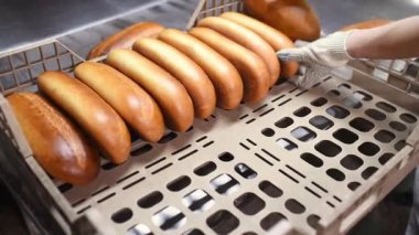Ekmek fabrikası işçisi veya Baker taze ekmek, ekmek ve hamur işlerini taşıyıcıdan veya üretim hattından plastik bir kutuya veya tepsiye taşır.