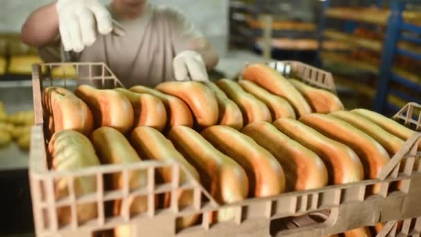 Ein Arbeiter in einer Brotfabrik oder ein Bäcker bewegt frische Brote, Brot und Gebäck von einem Band oder einer Produktionslinie in eine Plastikbox oder ein Tablett. — Stockvideo