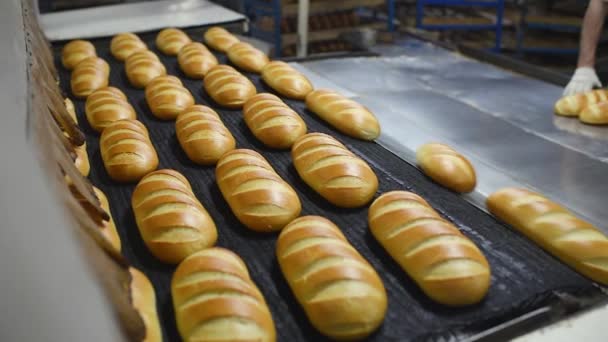 Panes calientes frescos y sabrosos y pasteles salen del horno — Vídeos de Stock