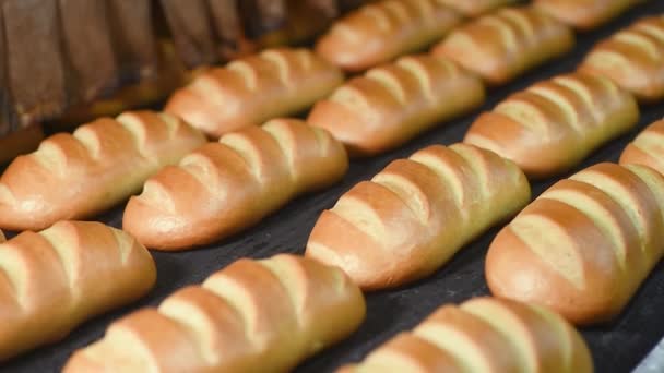 Broodbroden en broden op de productielijn in de bakkerij. — Stockvideo