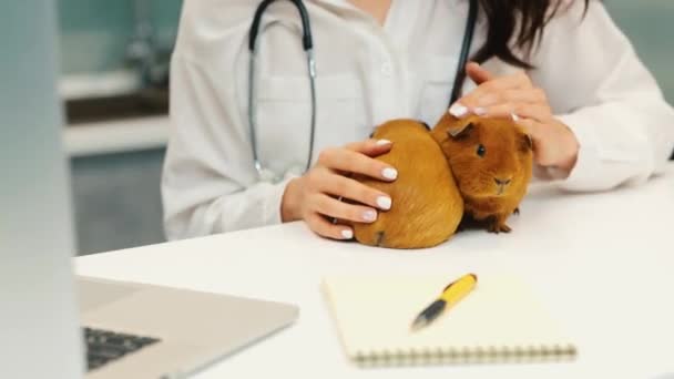 隔離中に自宅で働く若い女性。獣医師は座って2匹の茶色のモルモットを保持します。手でそれらをペットと世話をする。ウェブノートパソコンのカメラで豚を見る. — ストック動画