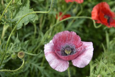 Baharda bahçede kırmızı gelincikler