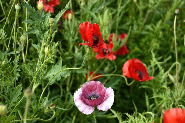 春天里花园里的红罂粟 — 图库照片