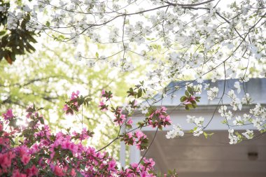 Tyler, Teksas 'ta baharda tomurcuklanan Dogwood