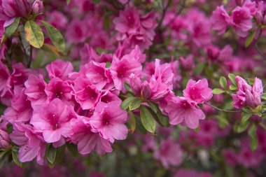 Pink azaleas in full bloom during springtime clipart
