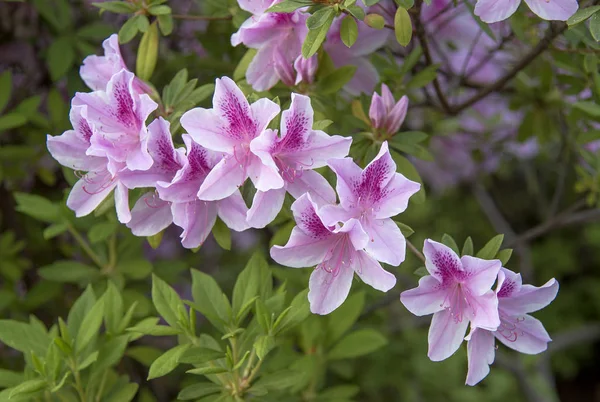 Roze Azalea Volle Bloei Tijdens Lente — Stockfoto