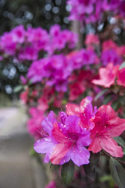 Azaleas Rosadas Plena Floración Durante Primavera —  Fotos de Stock