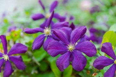Clematis mor sarmaşıklar bahar çiçekleri