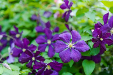 Clematis mor sarmaşıklar bahar çiçekleri