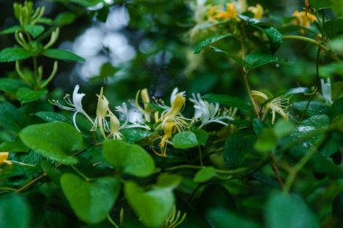 Sarı ve beyaz hanımeli çiçekleri Baharda yeşil sarmaşıklarda