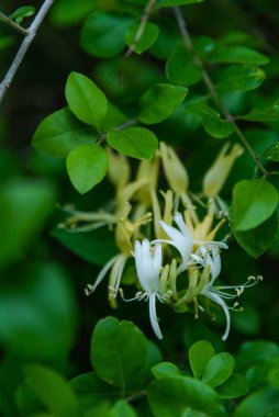 Sarı ve beyaz hanımeli çiçekleri Baharda yeşil sarmaşıklarda