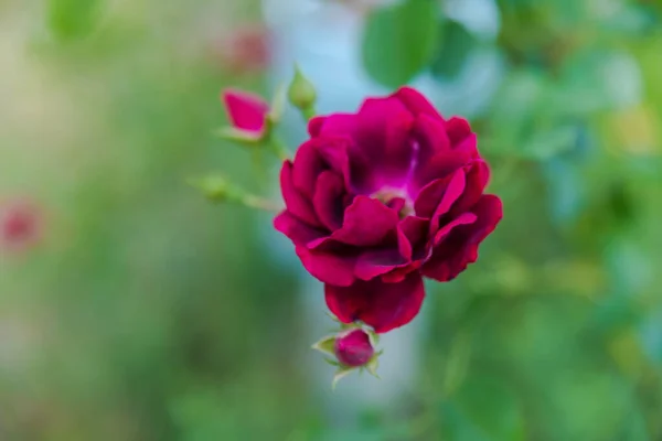 Квіти Глибокої Червоної Троянди Зеленій Рослині Навесні — стокове фото
