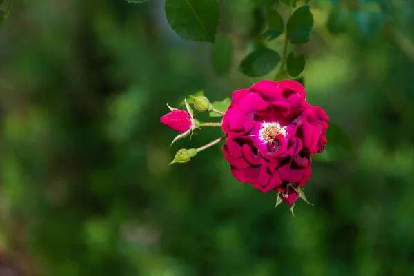 Rosa Rossa Profonda Fiori Pianta Verde Primavera — Foto Stock