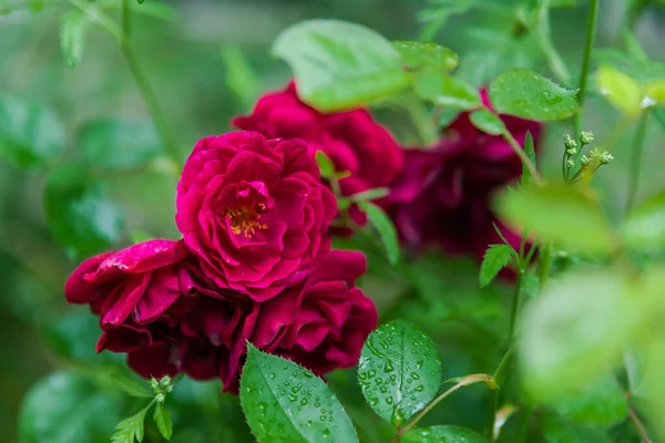 Rosa Rossa Profonda Fiori Pianta Verde Primavera — Foto Stock