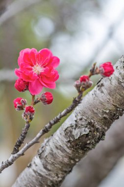 Şeftali tomurcukları baharda filizleniyor, Austin, Teksas