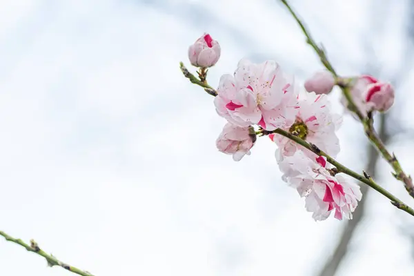 Peach Blossoms Budding Spring Austin Texas — Stock Photo, Image