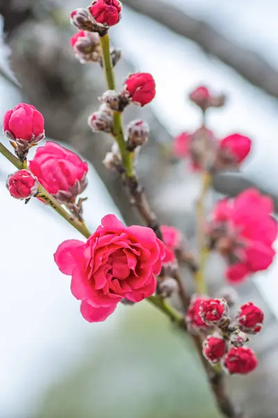 Peach Blossoms Budding Spring Austin Texas — Stock Photo, Image