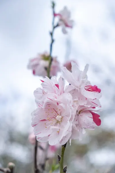 Pink Flowers Spring Austin — Stock Photo, Image