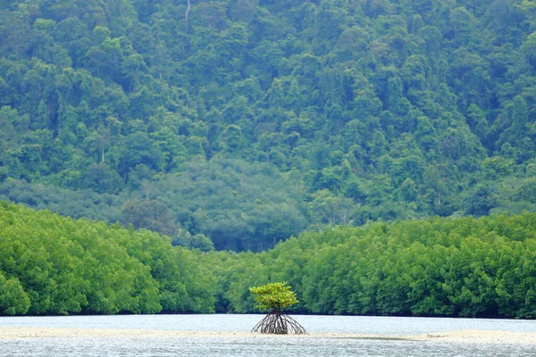 Ein kleiner Mangrovenbaum auf einer leeren Sandfläche, Waldhintergrund — Stockfoto