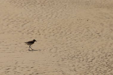 Kumsaldaki küçük deniz kuşu yengeç yemi arıyor.