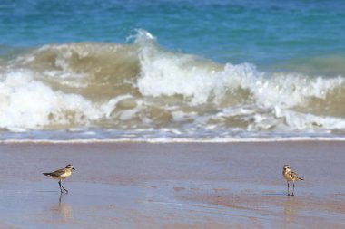 Kumsaldaki küçük deniz kuşu yengeç yemi arıyor.