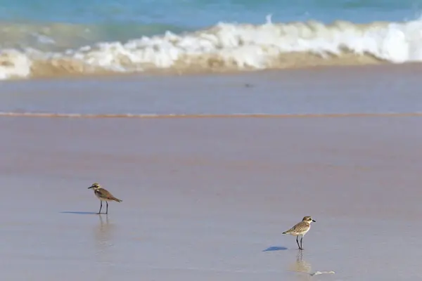 Petit oiseau de mer sur la plage de sable à la recherche de nourriture pour crabe — Photo
