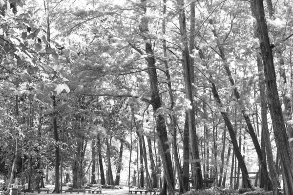 オーシャンビーチからの風に対する老木の森、抽象的なlo — ストック写真