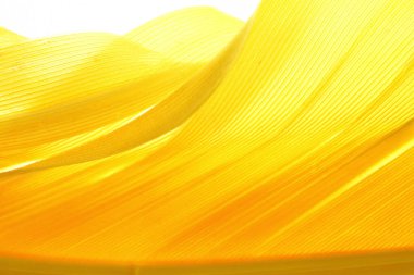 Sarı Renk Tüyü 'nün yoğunluğu, her ince çizginin makro detayı. Özgürlük kavramı, hafif ve gökyüzü, beyaz arkaplan