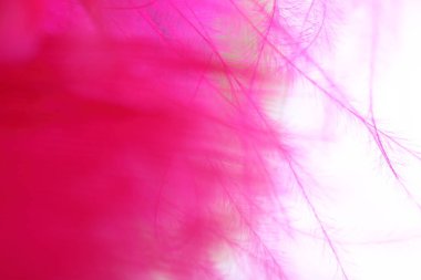 Mor renkli tüy, her ince çizginin makro detayı. Özgürlük kavramı, hafif ve gökyüzü, beyaz arkaplan