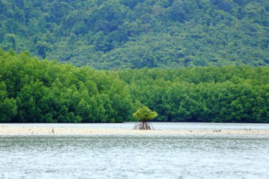Boş kum bölgesinde küçük bir Mangrove Ağacı, orman arka planı, umudu ve hayatın geleceğini kavra.