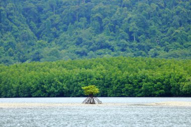 Boş kum bölgesinde küçük bir Mangrove Ağacı, orman arka planı, umudu ve hayatın geleceğini kavra.