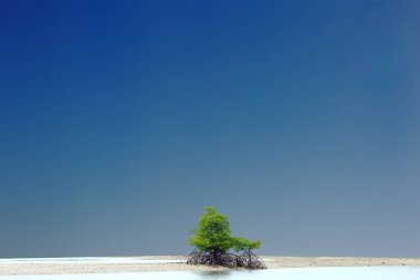 Boş kum bölgesinde küçük bir Mangrove Ağacı, mavi arka plan berrak gökyüzü, konsept umut ve hayatın geleceği