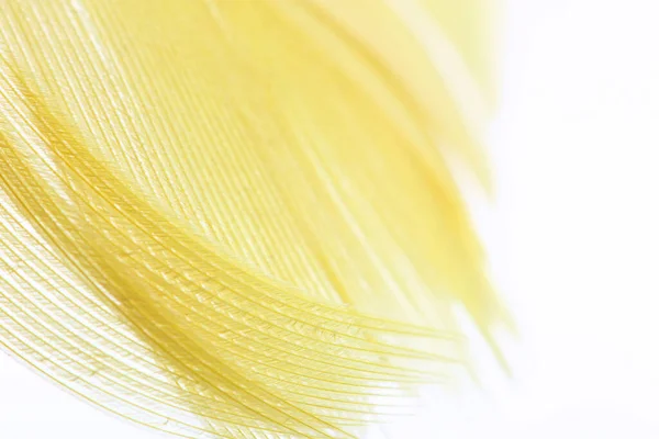 Yellow Color Feather Macro Detail Each Thin Line Concept Freedom — Stock Photo, Image