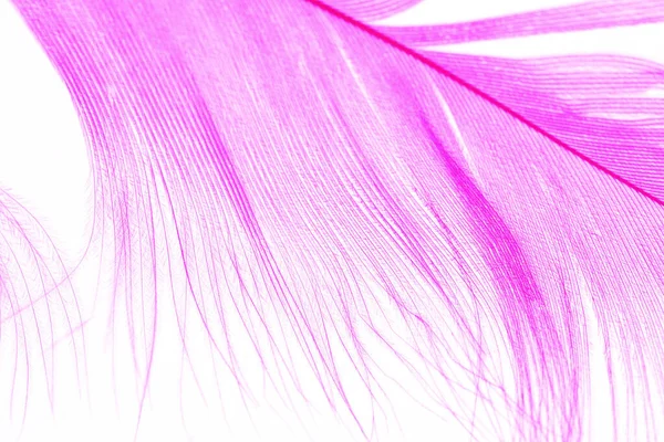 Purple Color Feather Macro Detail Van Elke Dunne Lijn Concept — Stockfoto