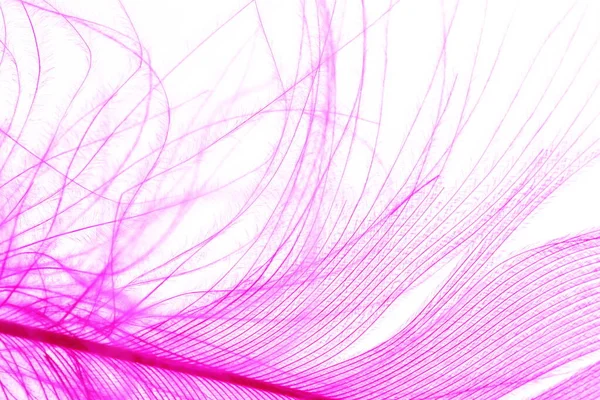 Purple Color Feather Makrodetails Jeder Dünnen Linie Konzept Der Freiheit — Stockfoto