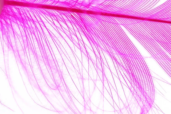 Purple Color Feather Macro Detail Van Elke Dunne Lijn Concept — Stockfoto