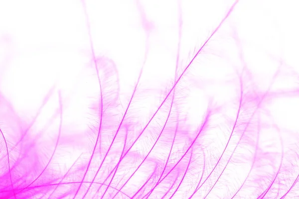 Purple Color Feather Macro Detail Van Elke Dunne Lijn Concept — Stockfoto